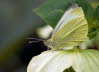20090409__86H5355_klein