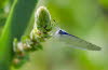 20090704__MG_0105_klein_51_2