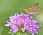 20090704__MG_0170_klein_14