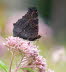 20090713__86H6964_klein