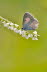 20090713__86H7020_klein