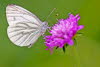 20090713__86H7027_klein
