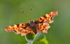 20090713__86H7033_klein