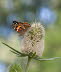 20090716__86H7090_klein