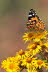 20090726__86H7316_klein