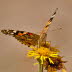 20090726__86H7322_klein