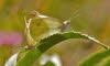 20090728__86H7510_klein