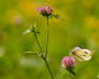 20090728__86H7539_klein
