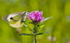 20090731__MG_1100_klein