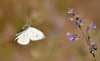 20090806__86H7749_klein