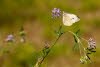 20090810__86H7959_klein