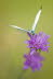 20090814__86H8304_klein