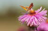 20090907__86H9523_2_klein