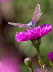 20090922__86H9777_klein