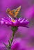 20090922__86H9797_klein