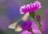 20090922__86H9806_klein