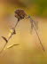 20090925__86H0045_klein