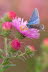 20090925__86H0081_klein