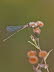 20091009__86H0459_klein