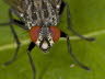 Graue_Fleischfliege_2