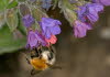 Hummel03_klein