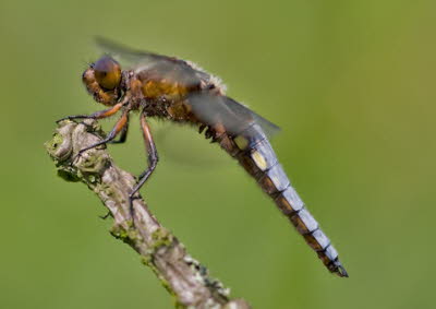 Libelle_01_klein
