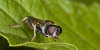 Makros_20070819_0102