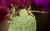 Makros_20070823_0151