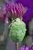 Makros_20070823_0173