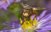 Makros_20070824_0240