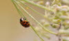 Makros_20070826_0273