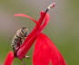 Makros_20070826_0280