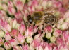 Makros_20070904_0562