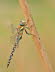 _86H2655_194_klein_2