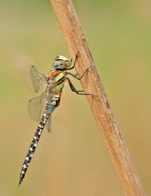 _86H2655_194_klein_2