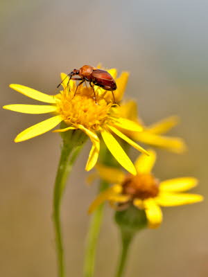 _86H2750_209_klein