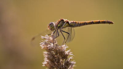 _86H3281_klein