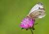 _MG_0240_klein
