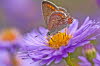 _MG_2270_70_klein